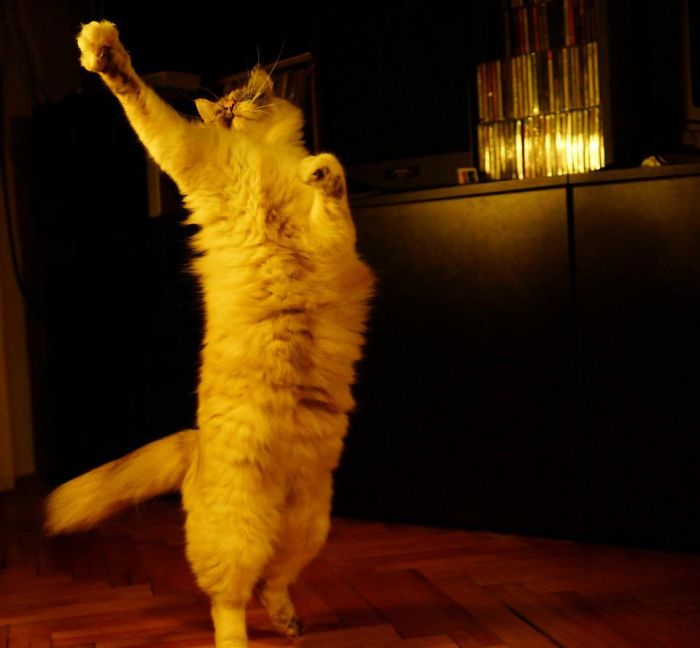My Cat Ballerina :d (pas De Bourrée)
