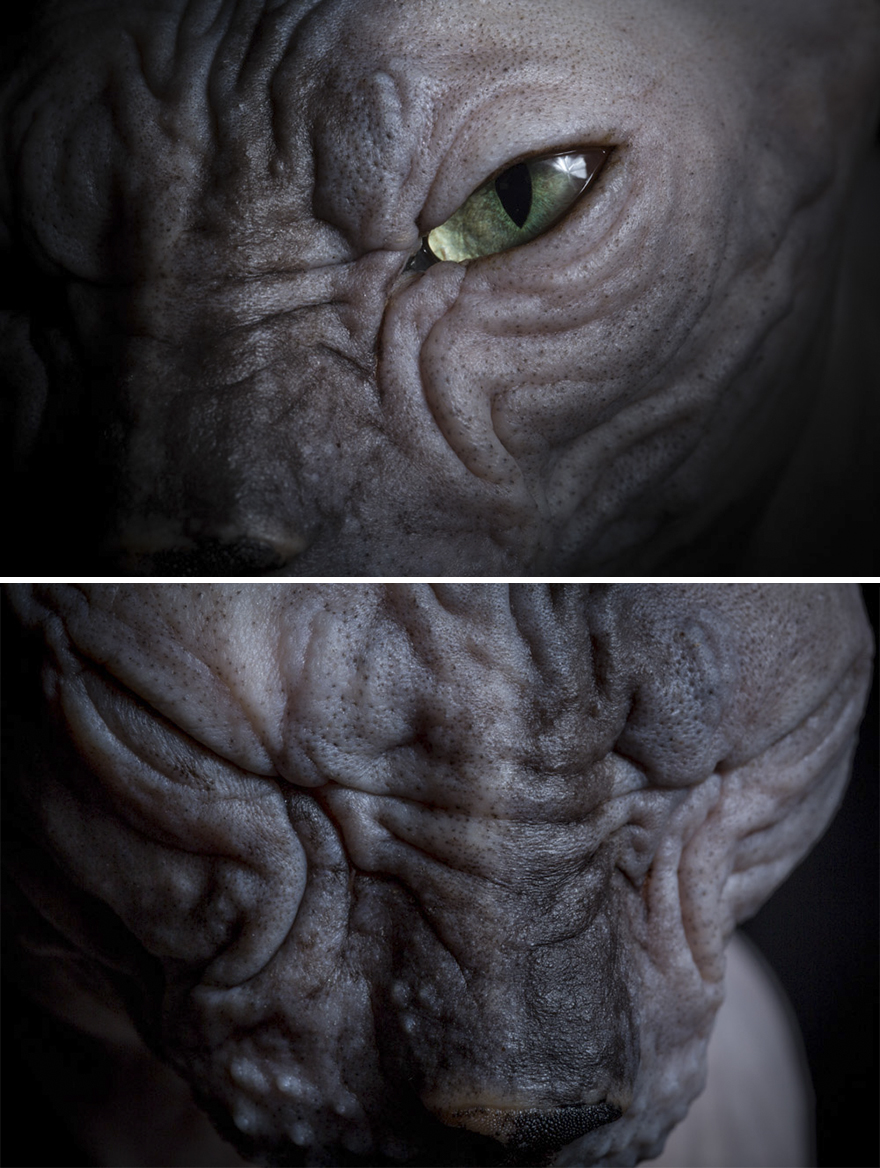 10+ Photos Of Hairless Cats That Will Remind You Of Aliens