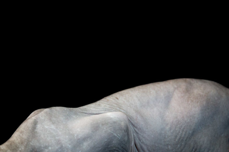 10+ Photos Of Hairless Cats That Will Remind You Of Aliens