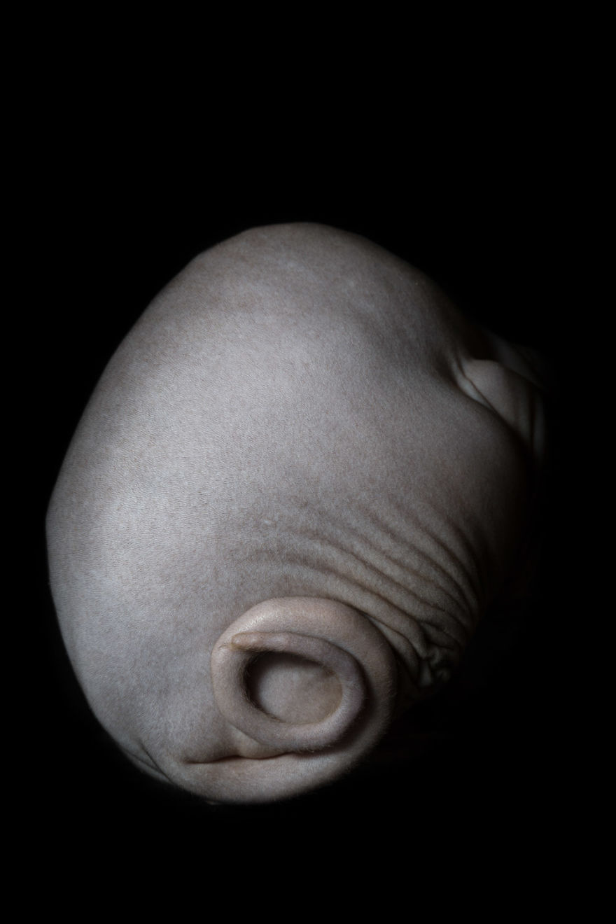 10+ Photos Of Hairless Cats That Will Remind You Of Aliens