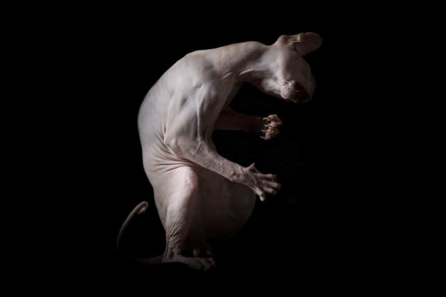 10+ Photos Of Hairless Cats That Will Remind You Of Aliens
