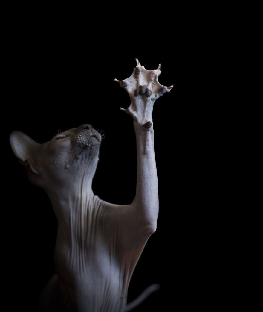 10+ Photos Of Hairless Cats That Will Remind You Of Aliens
