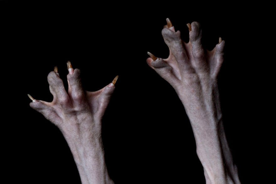 10+ Photos Of Hairless Cats That Will Remind You Of Aliens