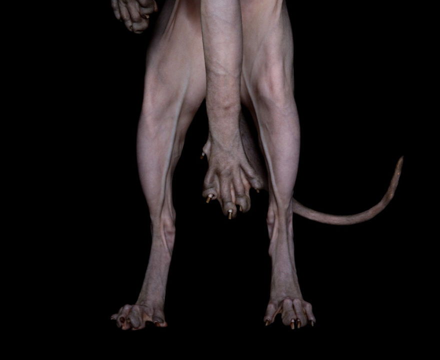 10+ Photos Of Hairless Cats That Will Remind You Of Aliens