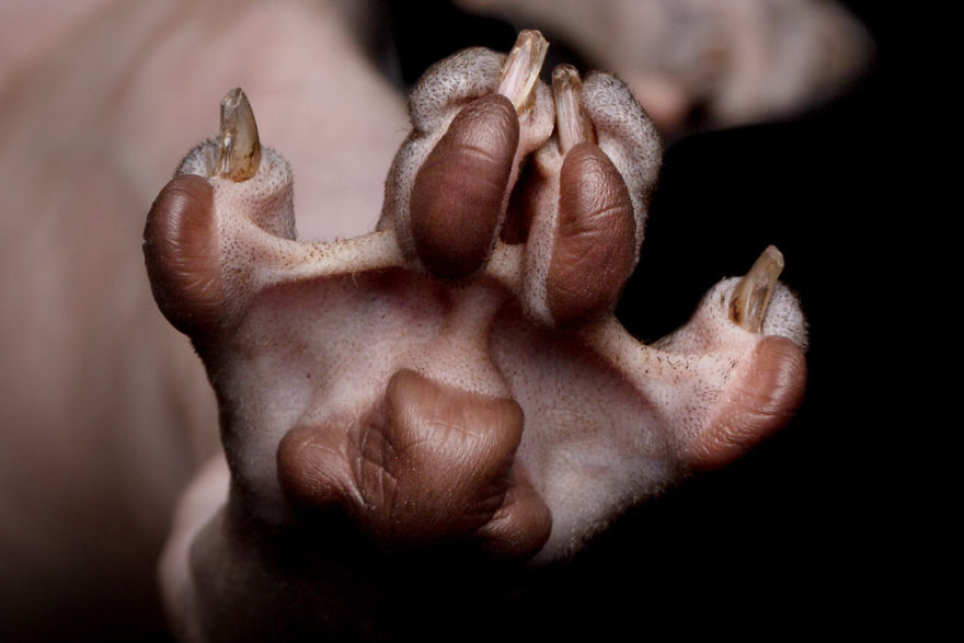 10+ Photos Of Hairless Cats That Will Remind You Of Aliens