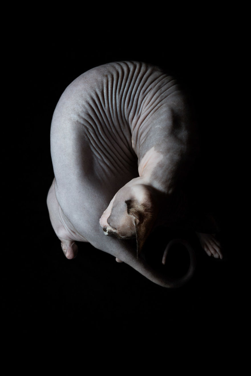 10+ Photos Of Hairless Cats That Will Remind You Of Aliens