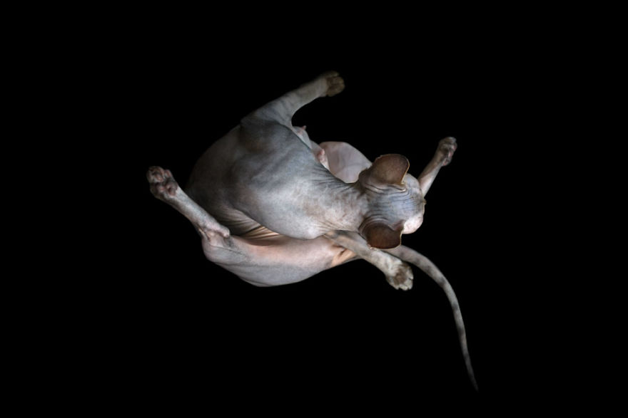 10+ Photos Of Hairless Cats That Will Remind You Of Aliens