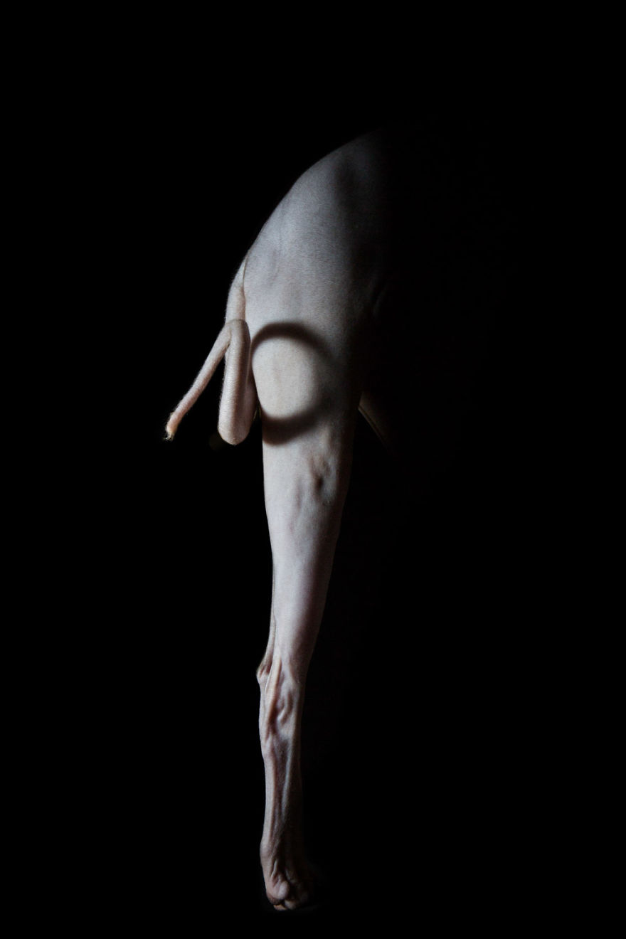 10+ Photos Of Hairless Cats That Will Remind You Of Aliens