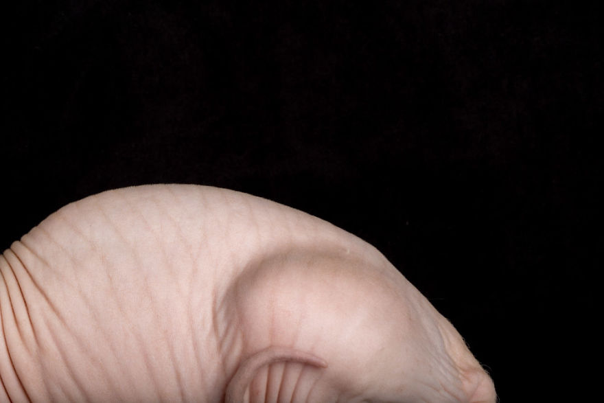 10+ Photos Of Hairless Cats That Will Remind You Of Aliens