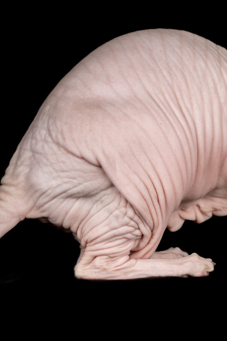10+ Photos Of Hairless Cats That Will Remind You Of Aliens