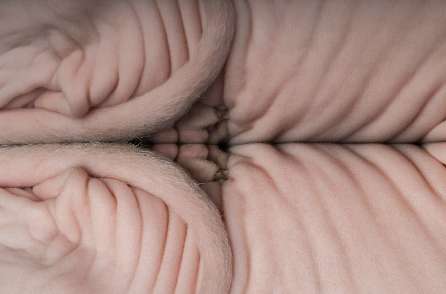 10+ Photos Of Hairless Cats That Will Remind You Of Aliens