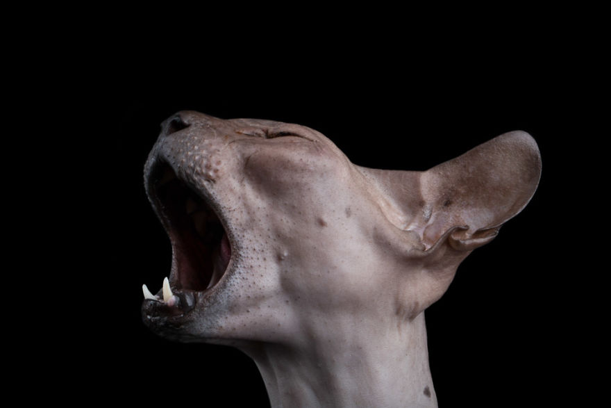 10+ Photos Of Hairless Cats That Will Remind You Of Aliens