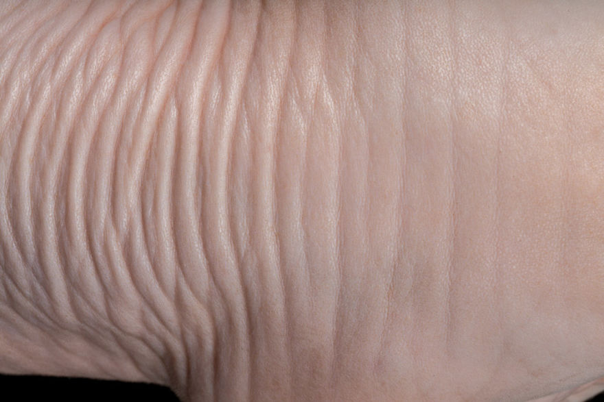 10+ Photos Of Hairless Cats That Will Remind You Of Aliens