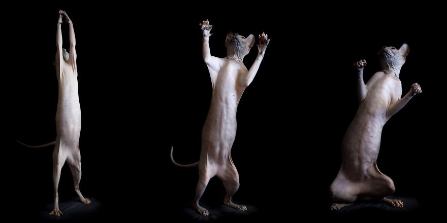 10+ Photos Of Hairless Cats That Will Remind You Of Aliens