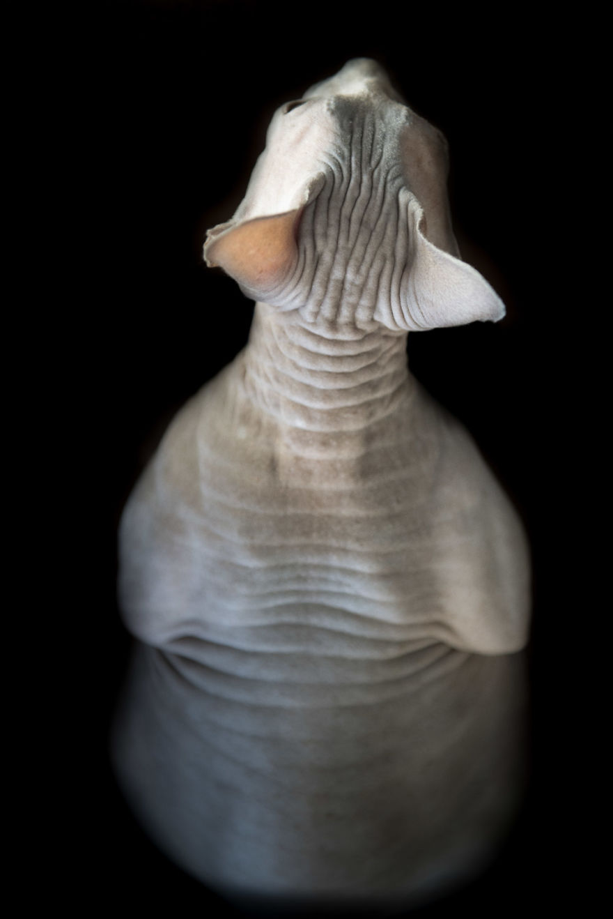 10+ Photos Of Hairless Cats That Will Remind You Of Aliens