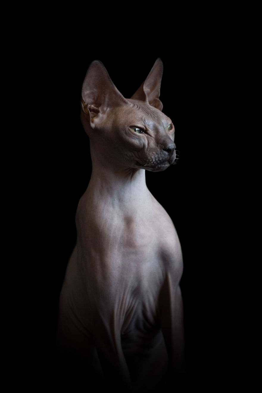 10+ Photos Of Hairless Cats That Will Remind You Of Aliens