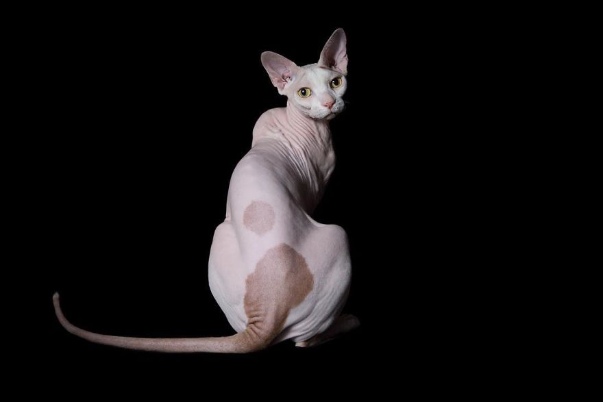 10+ Photos Of Hairless Cats That Will Remind You Of Aliens