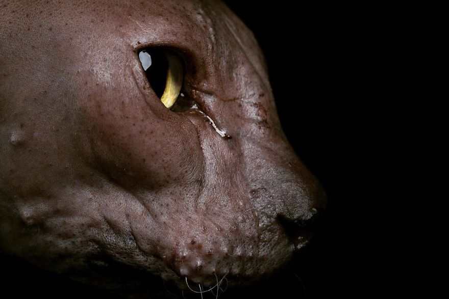 10+ Photos Of Hairless Cats That Will Remind You Of Aliens