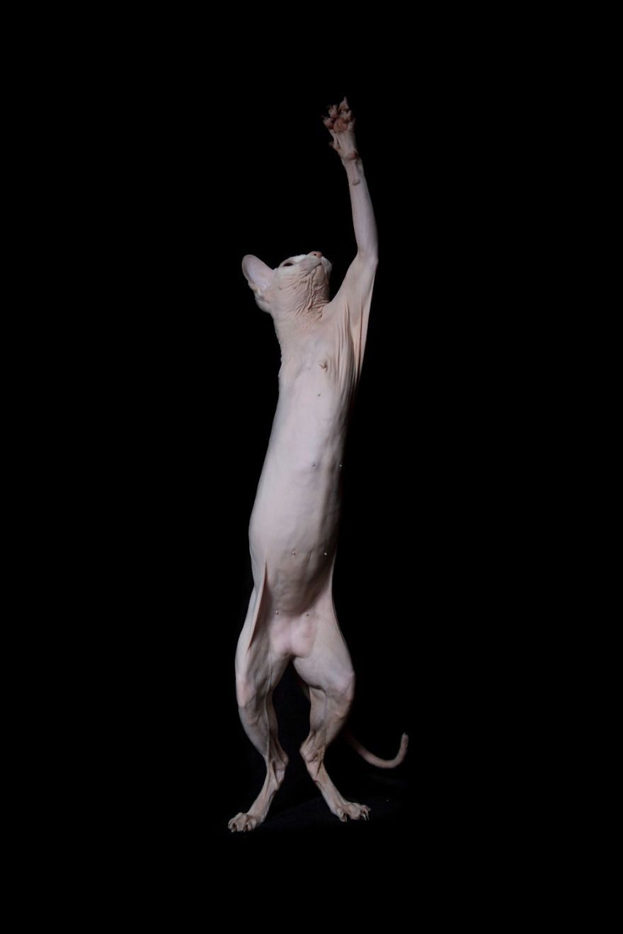10+ Photos Of Hairless Cats That Will Remind You Of Aliens