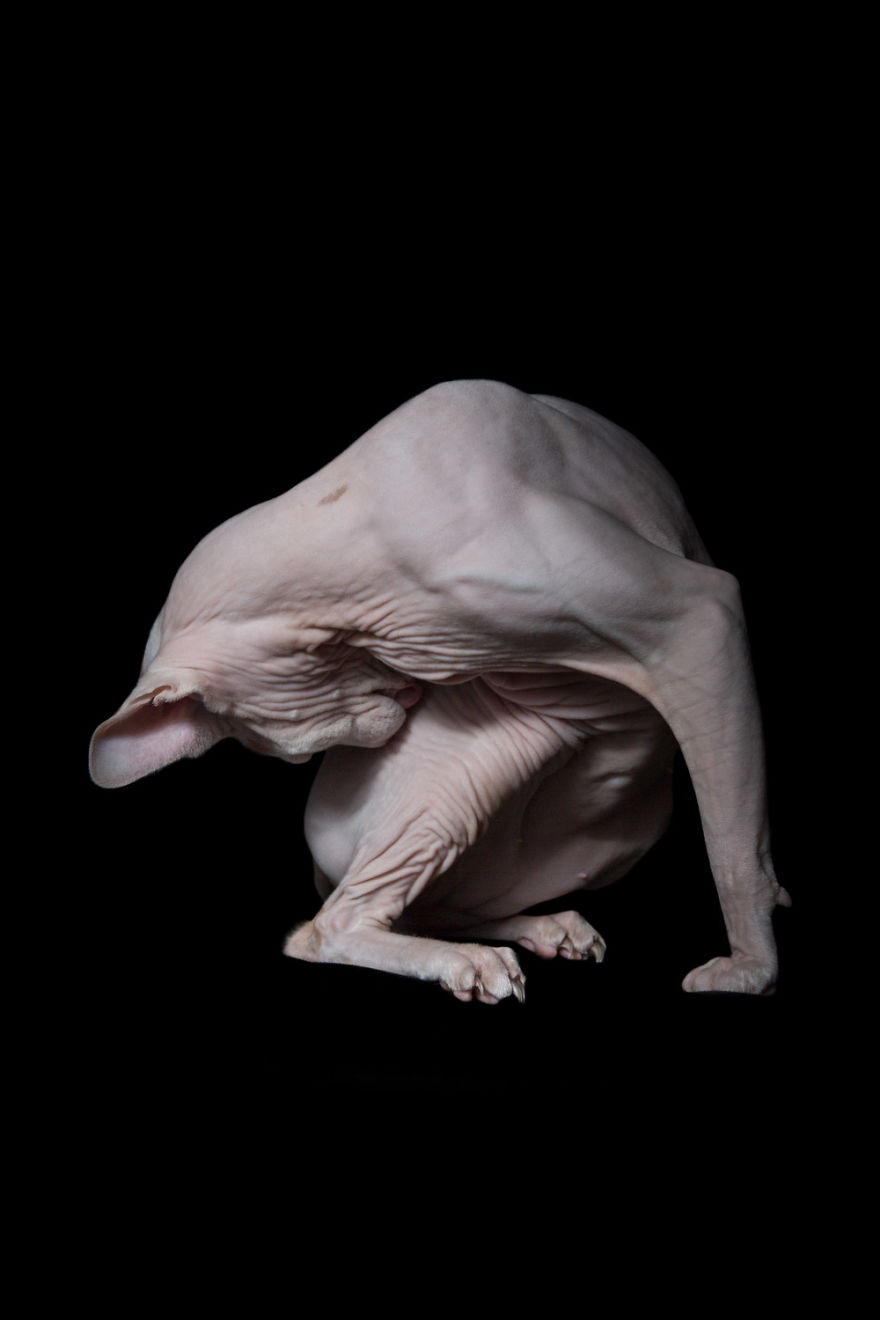 10+ Photos Of Hairless Cats That Will Remind You Of Aliens