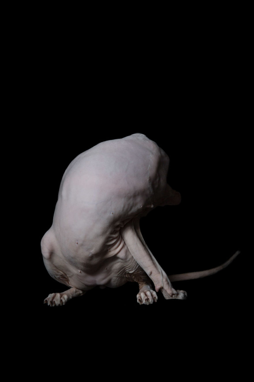 10+ Photos Of Hairless Cats That Will Remind You Of Aliens