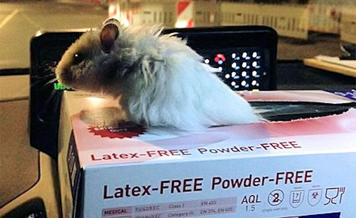 Este hámster abandonado fue rescatado por policías, y ahora luchan juntos contra el crimen