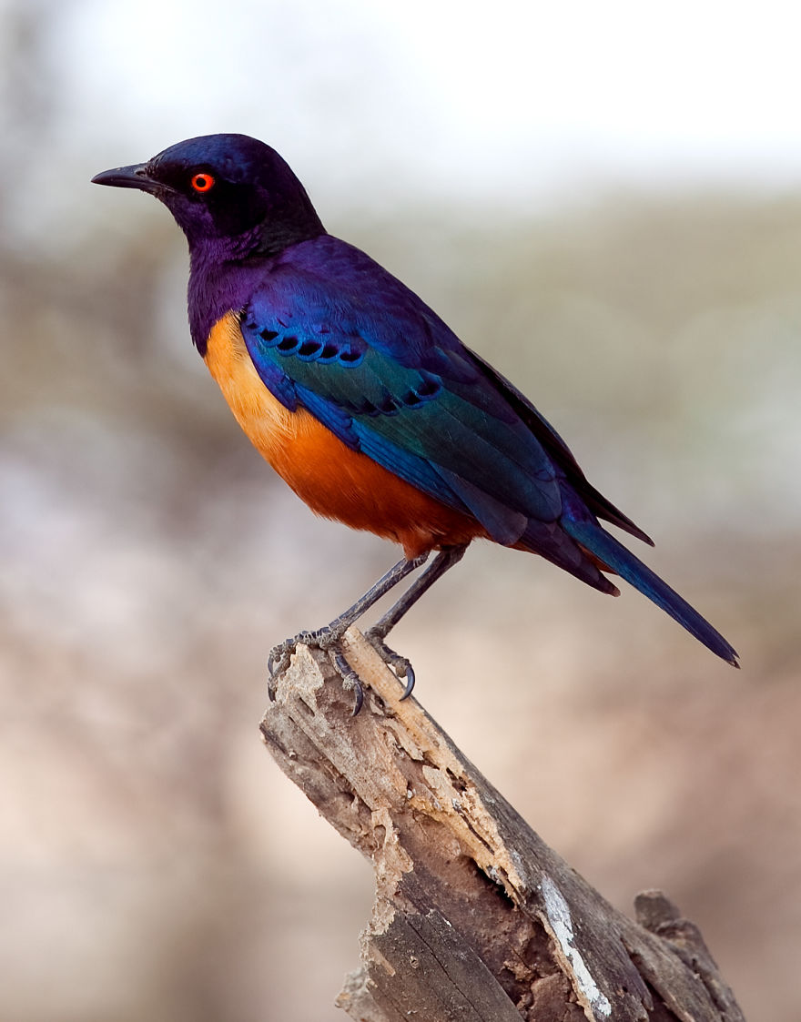 Colorful Birds Of The World