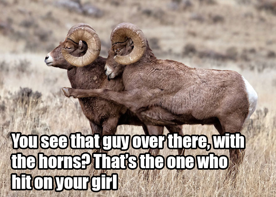 Saw The Winners Of The ‘Comedy Wildlife Photography Awards’ And Had To Add Some Captions Saw The Winners Of The ‘Comedy Wildlife Photography Awards’ And Had To Add Some Captions