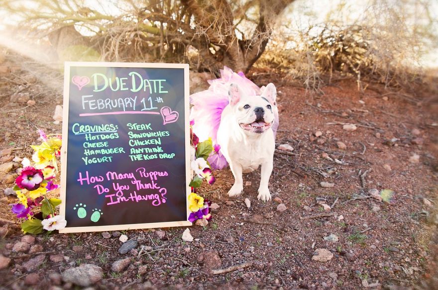 We Created Adorable Maternity And Newborn Photoshoot With Holly The French Bulldog We Created Adorable Maternity And Newborn Photoshoot With Holly The French Bulldog