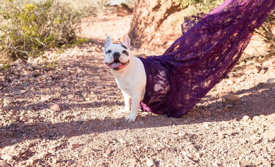 We Created Adorable Maternity And Newborn Photoshoot With Holly The French Bulldog We Created Adorable Maternity And Newborn Photoshoot With Holly The French Bulldog