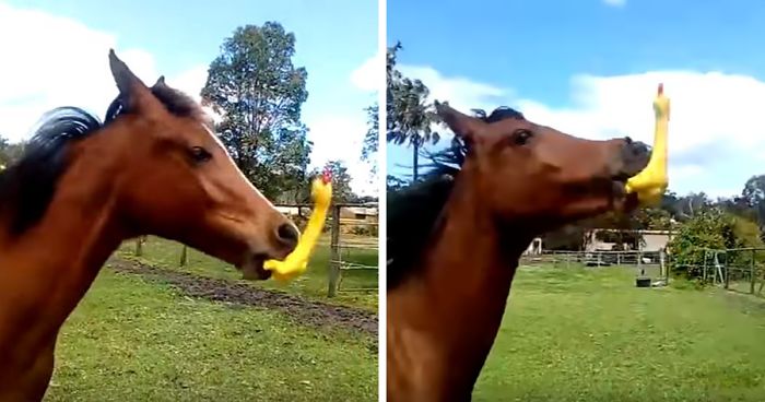 Someone Gives Horse Rubber Chicken And Hilarity Ensues