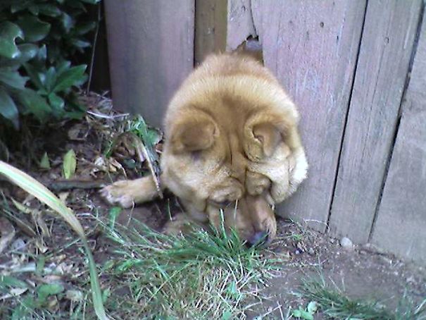 She's Not Allowed Out Of The Yard And Run The Neighborhood...