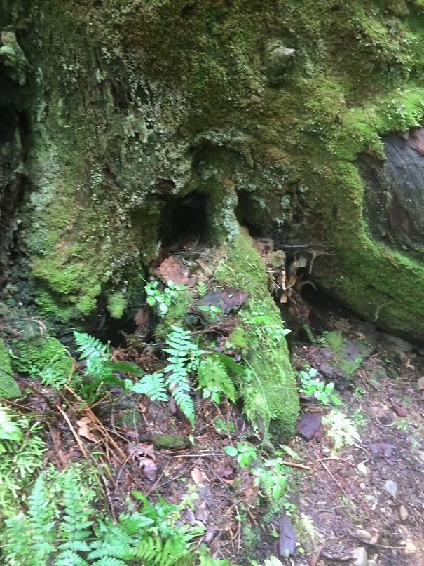 Old Man And The Tree.