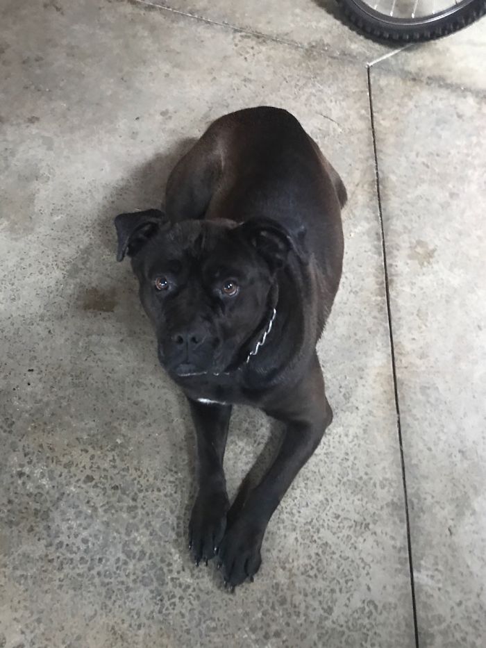 This Is A Vicious Killer Of A Dog