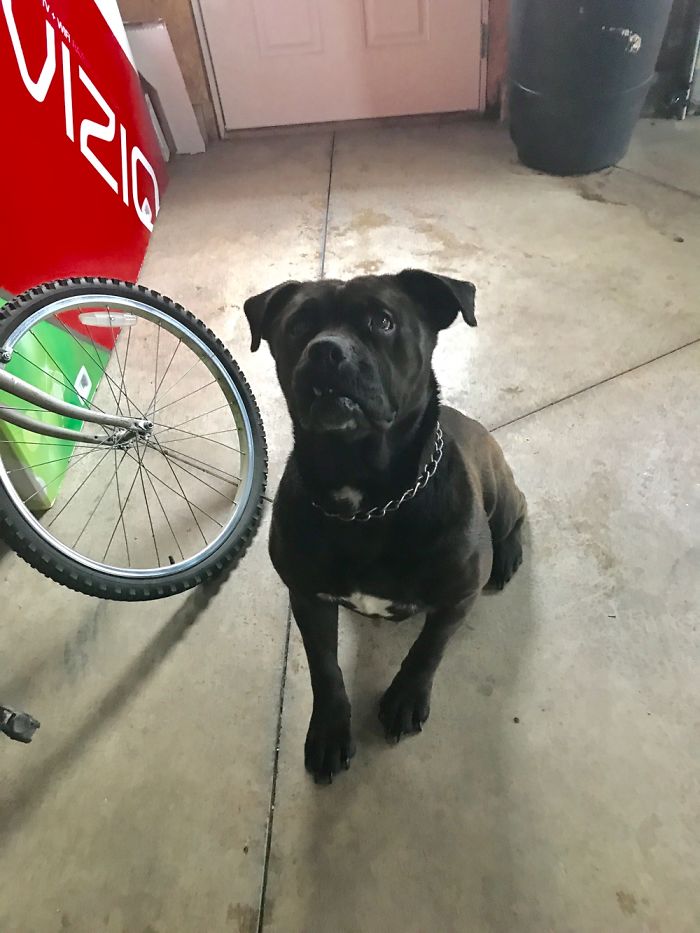 This Is A Vicious Killer Of A Dog