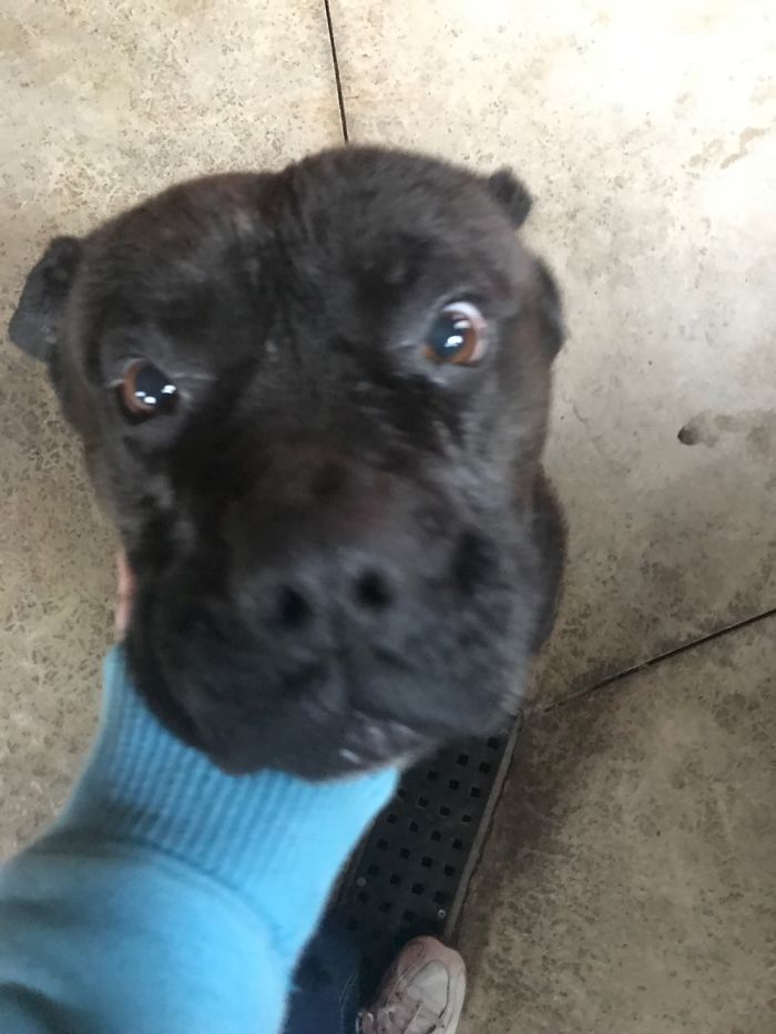 This Is A Vicious Killer Of A Dog