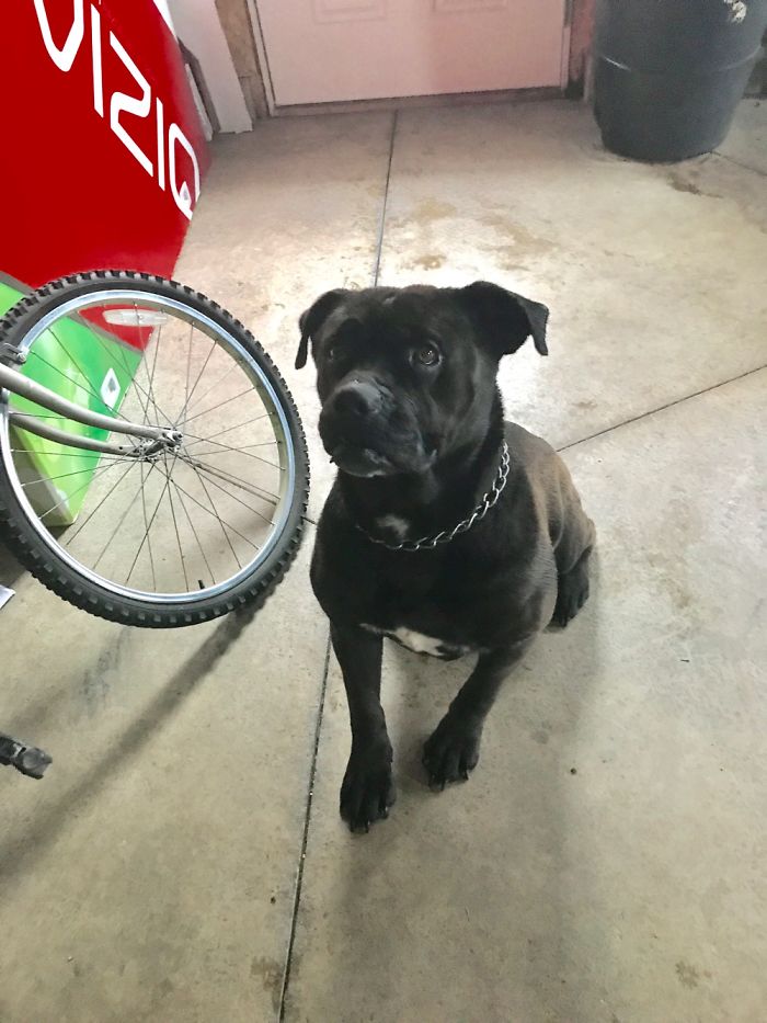 This Is A Vicious Killer Of A Dog