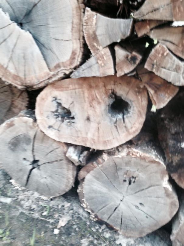 Et Is Hiding In Our Wood Pile!