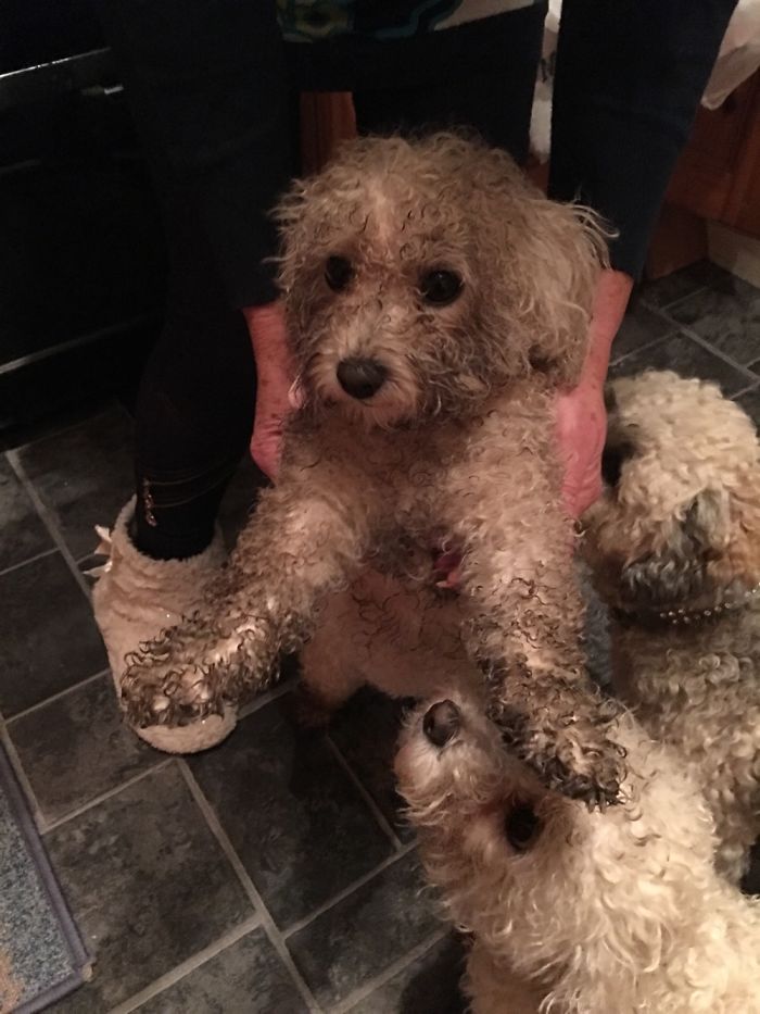 I Was Only Inspecting The Mud