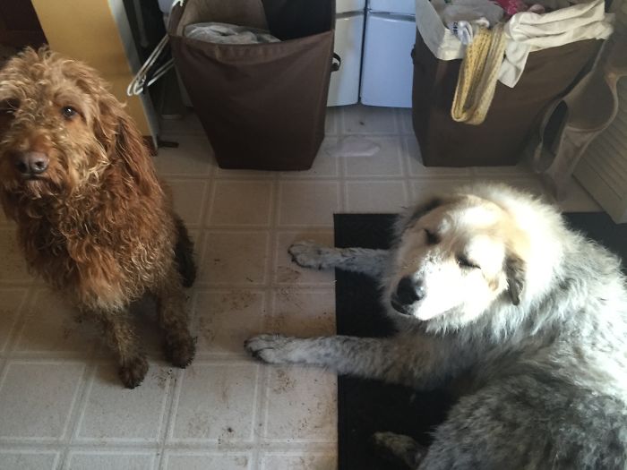 Always Mud/never Bath