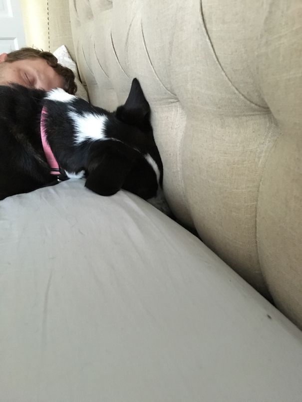 This Is How Luna Hides From The Cat...