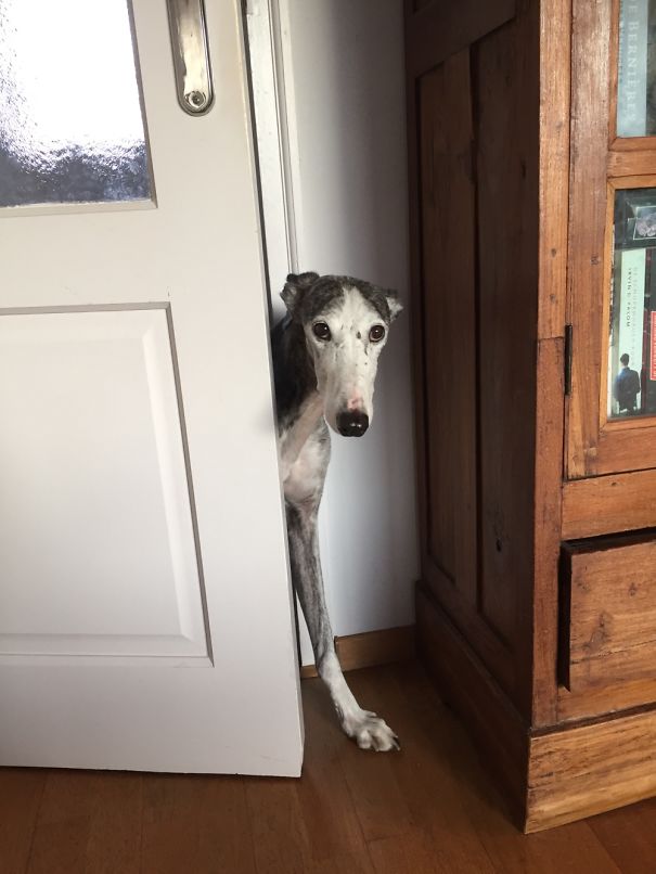 Ready With That Noisy Vacuum Cleaner? Just Checking