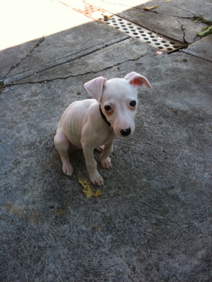 People Thought This Puppy Was Too Ugly!