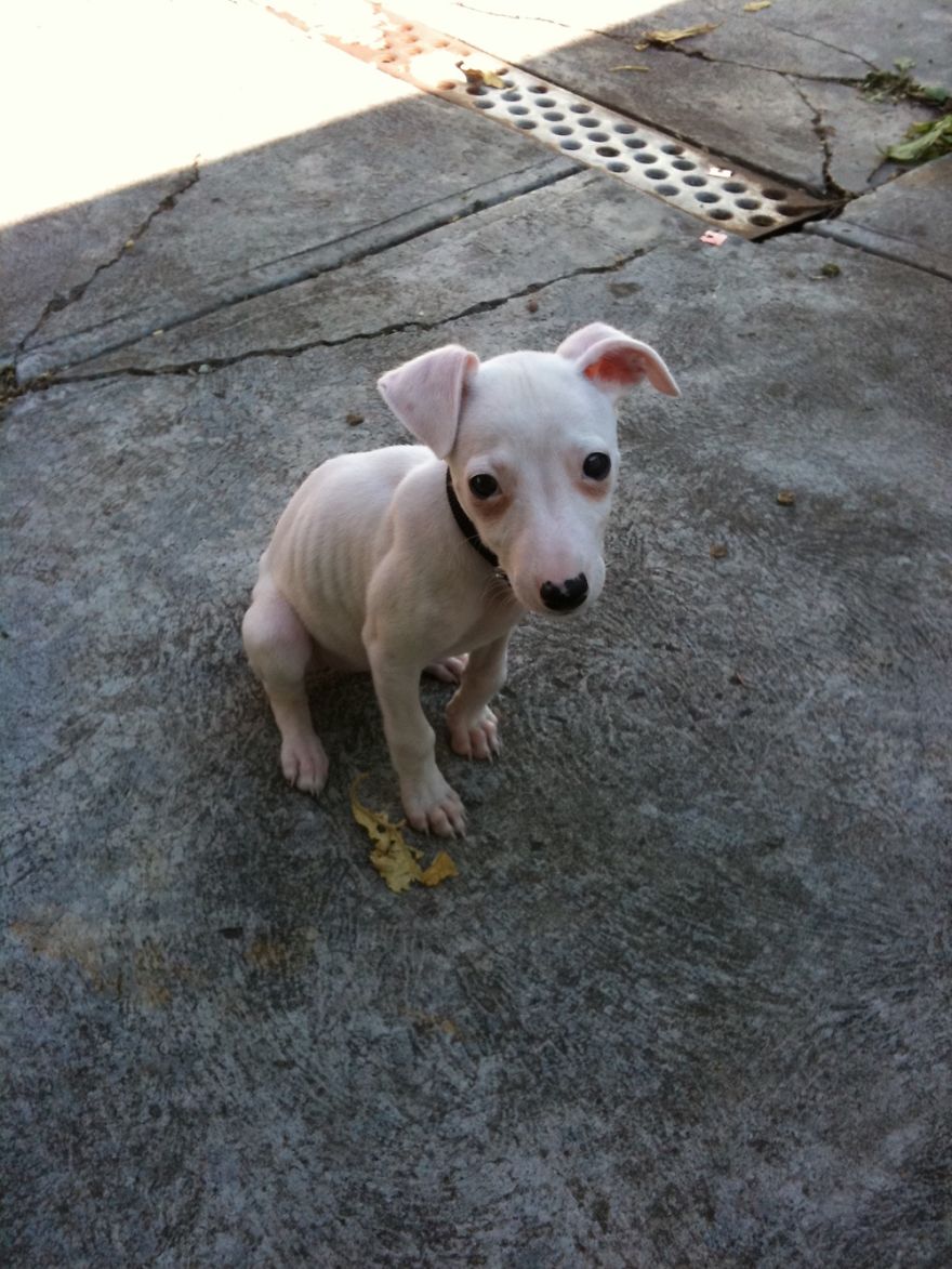 People Thought This Puppy Was Too Ugly!