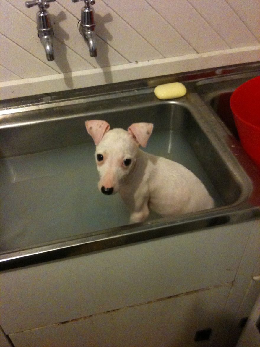 People Thought This Puppy Was Too Ugly!