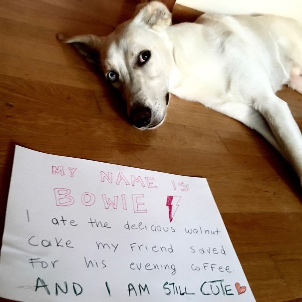 A Thief, But Still Adorable