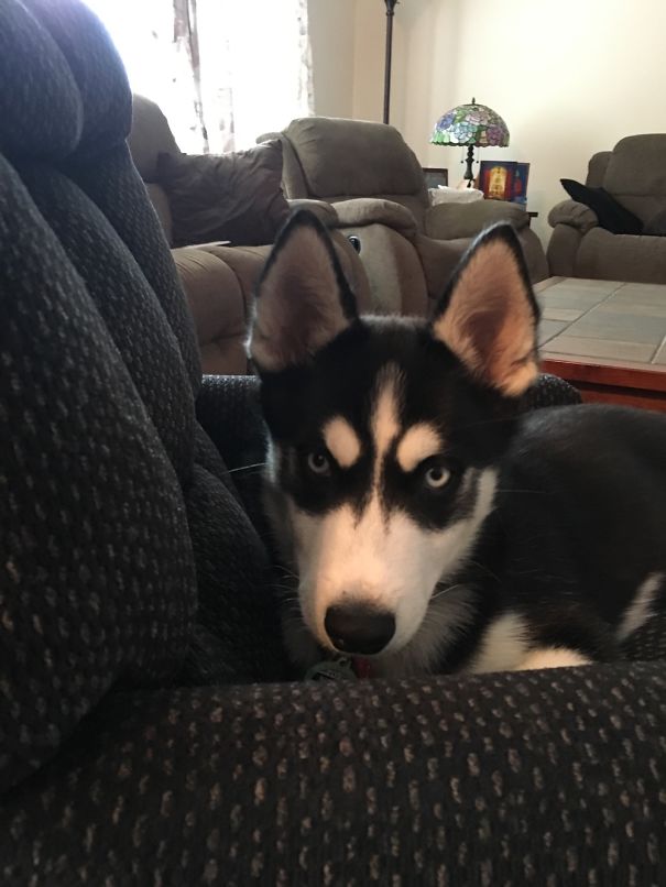 Husky Puppy Who's Not Allowed On The Couch