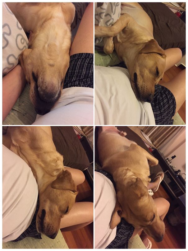 He Is Not Allowed On This Side Of The Sofa... But Technically He Is On Me... So...