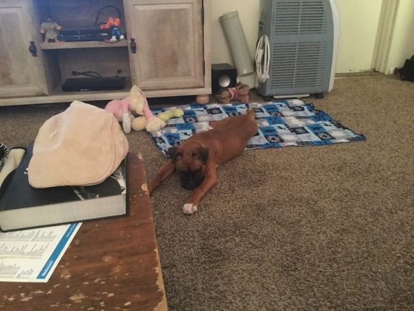 When She's Told To Stay On Her Blanket.