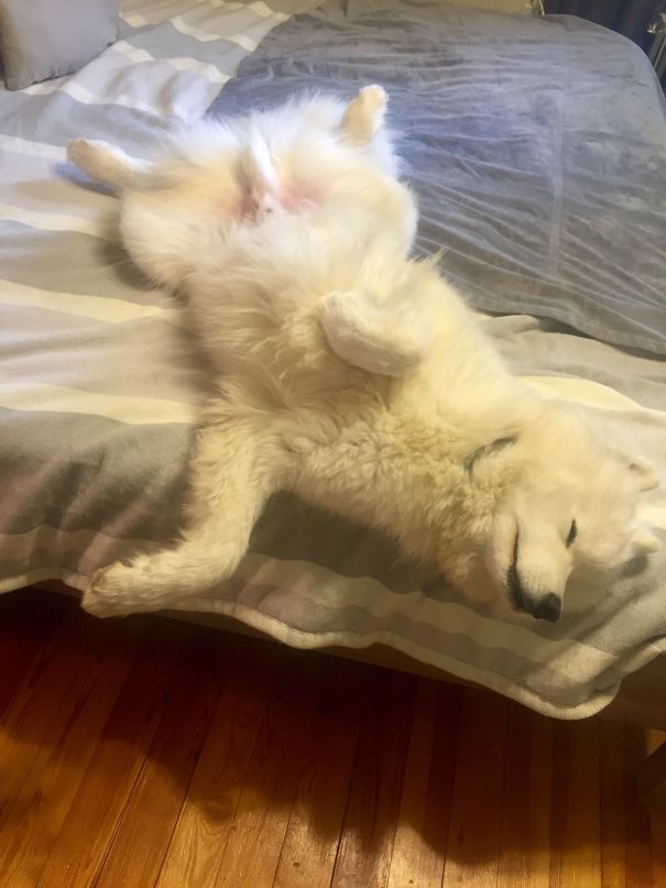 He's Allowed To Sleep On Our Bed As Long As He Is On His Blanket...